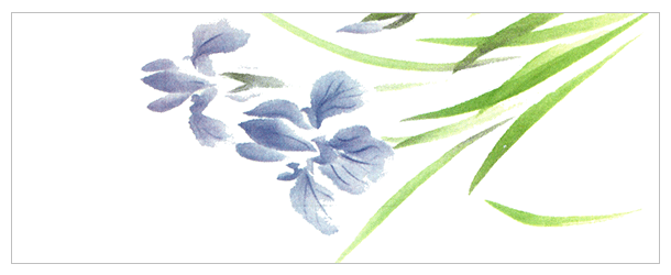 5月の手ぬぐいデザイン|花菖蒲柄